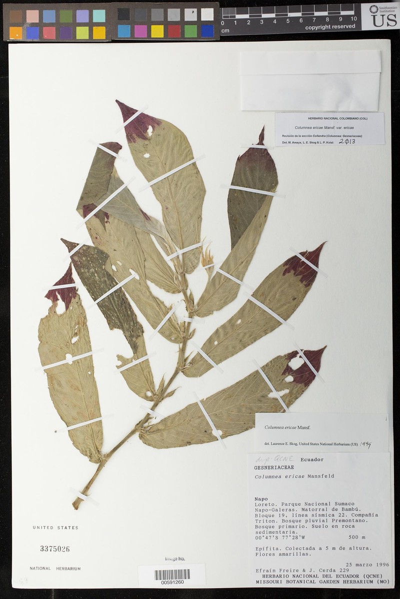 Columnea ericae var. ericae photo 3