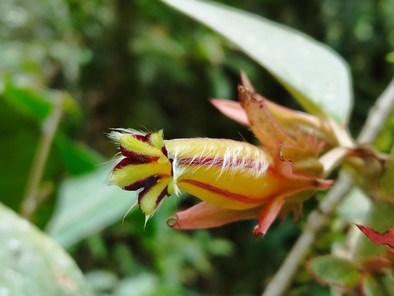 Columnea flavostriata