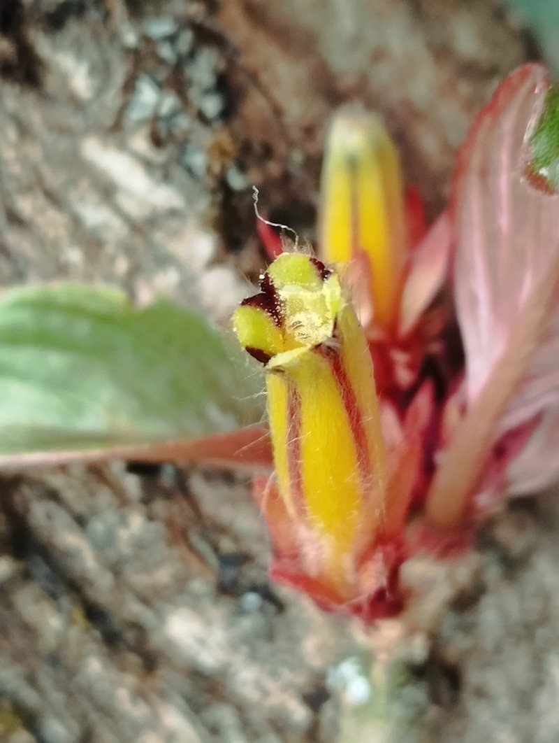 Columnea flavostriata photo 2
