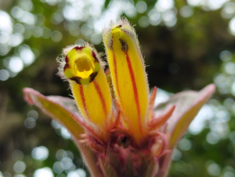 Columnea flavostriata photo 3