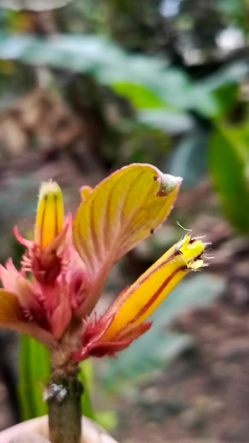 Columnea flavostriata photo 4
