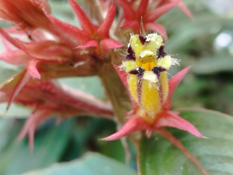 Columnea flavostriata photo 5