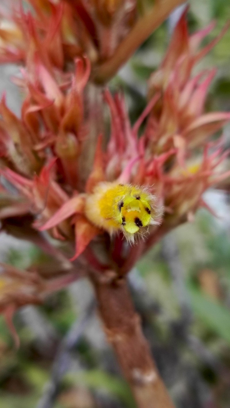 Columnea flavostriata photo 6