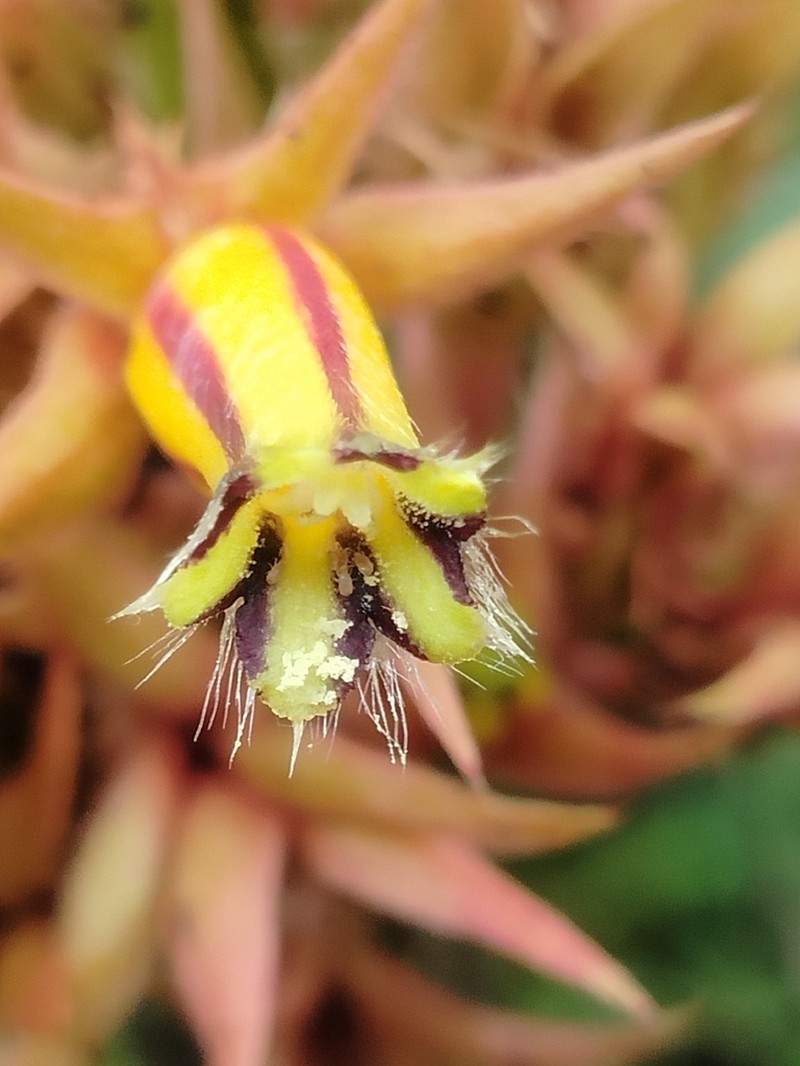 Columnea flavostriata photo 7