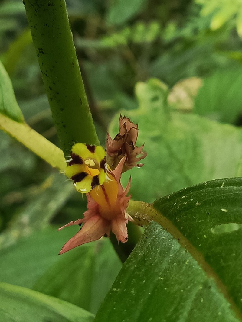 Columnea flavostriata photo 8
