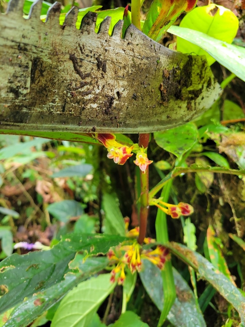 Columnea floribunda