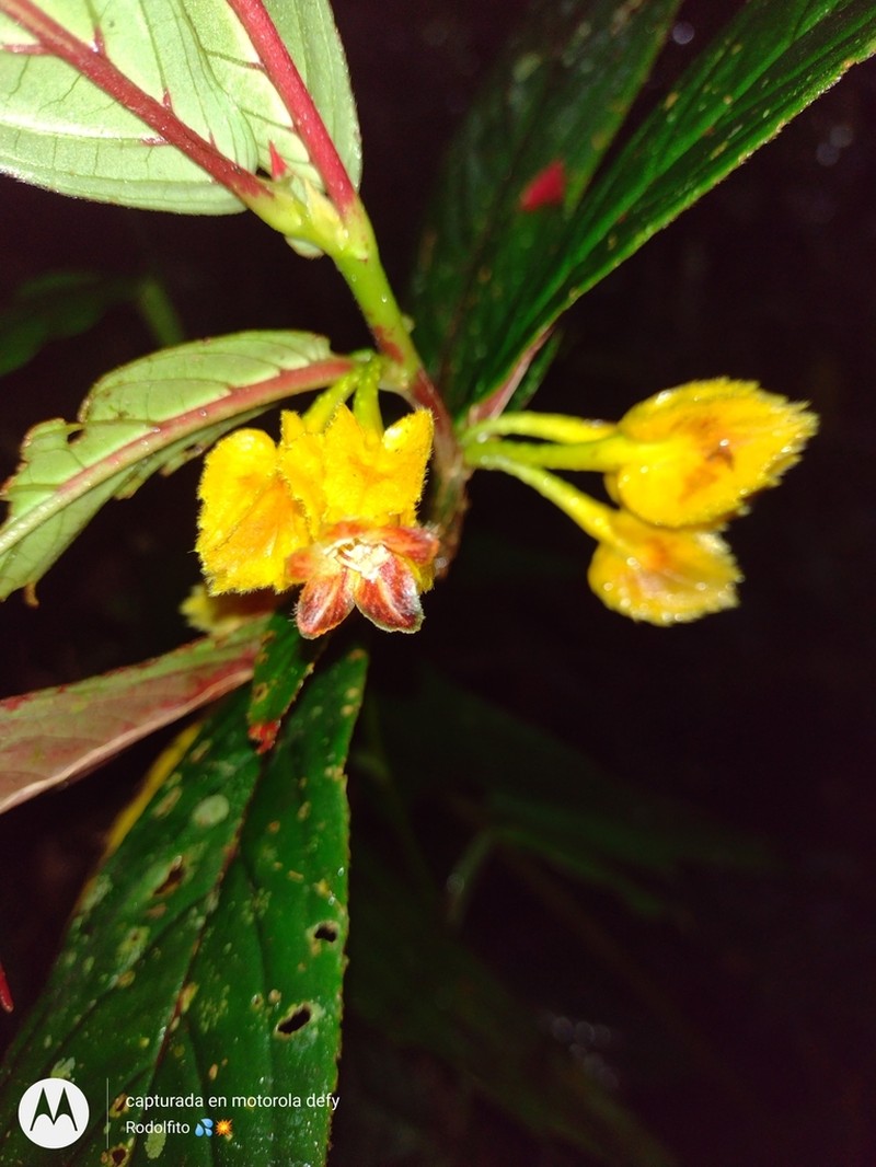 Columnea floribunda photo 3