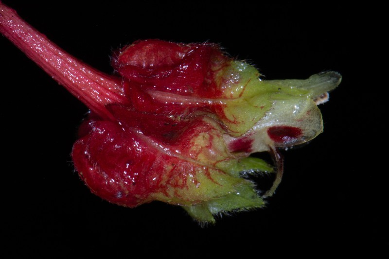 Columnea floribunda photo 4