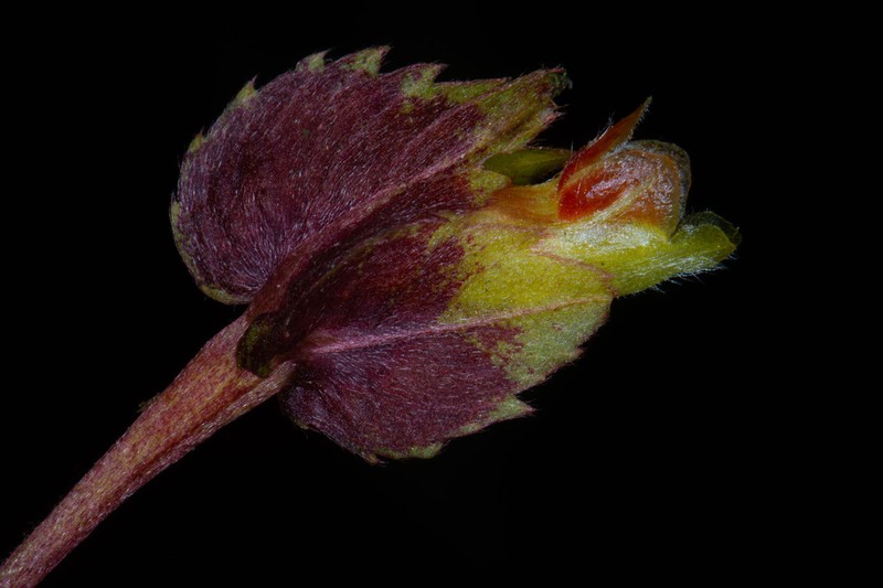 Columnea floribunda photo 5