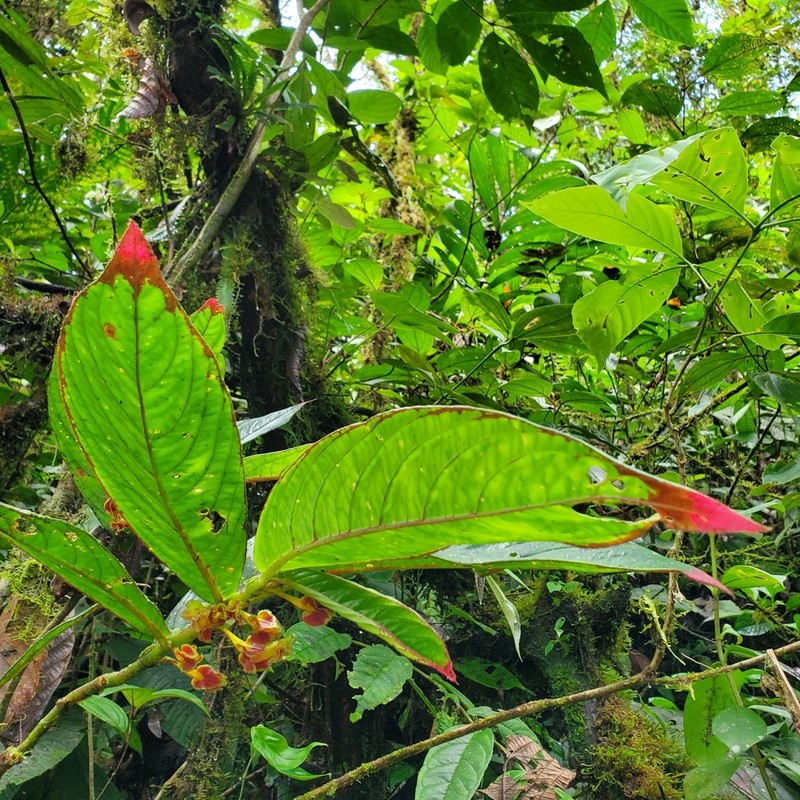 Columnea floribunda photo 6