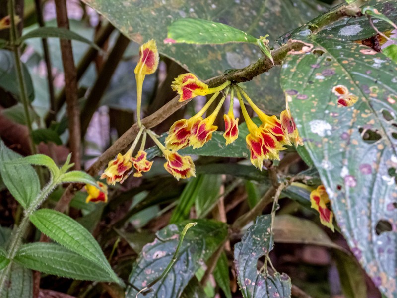 Columnea floribunda photo 7