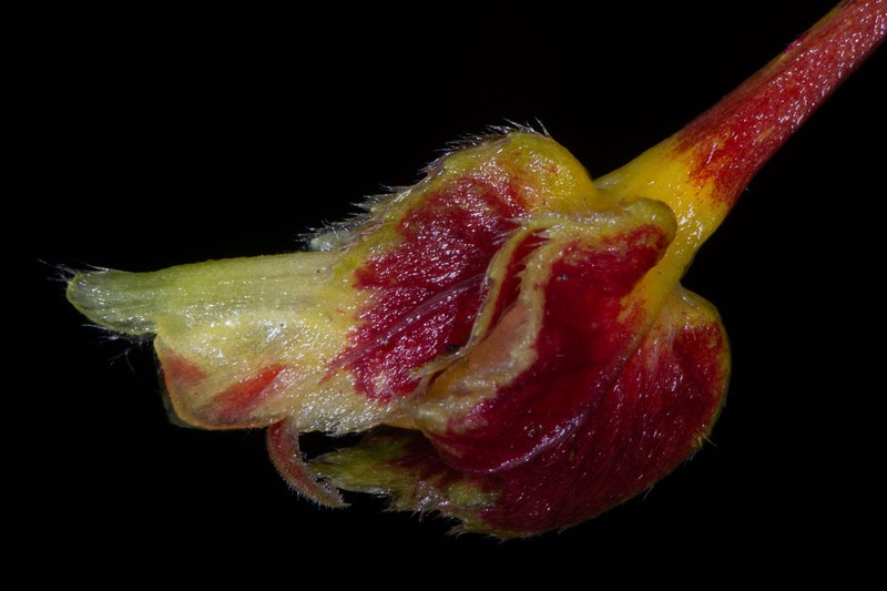 Columnea floribunda photo 8