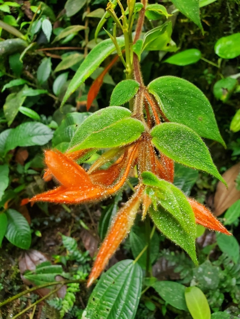 Columnea fluidifolia
