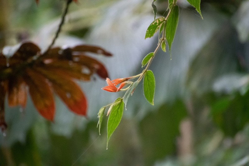 Columnea fluidifolia photo 2