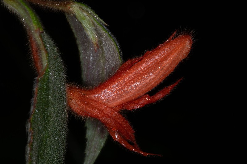 Columnea fluidifolia photo 3
