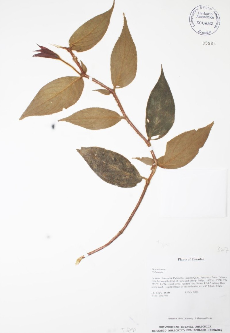 Columnea fluidifolia photo 5