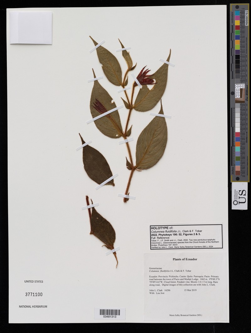Columnea fluidifolia photo 6