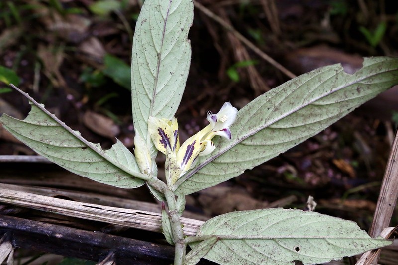 Columnea karstenianum