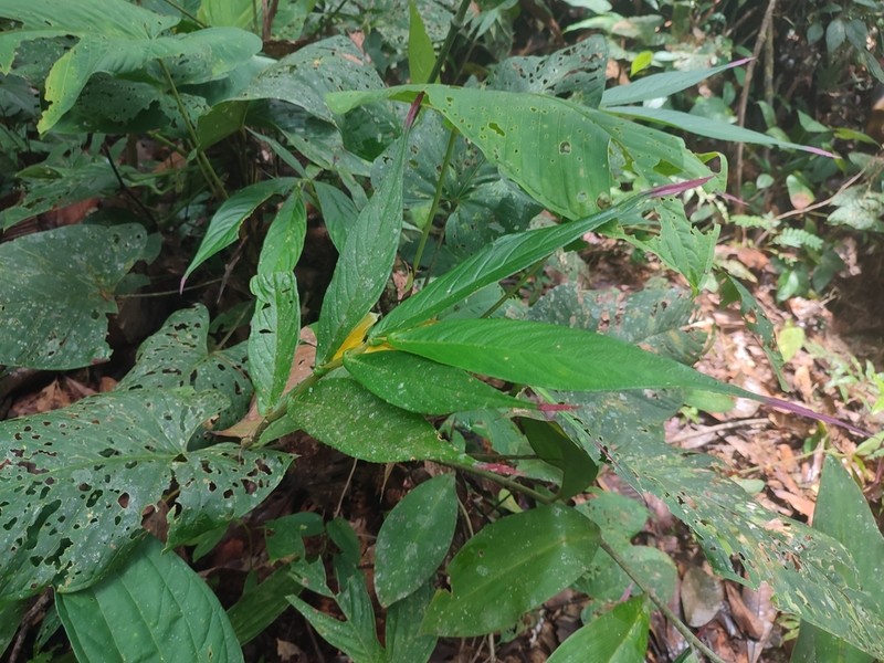 Columnea karstenianum photo 2
