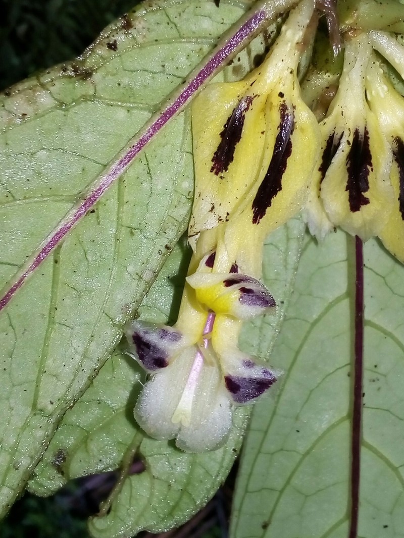 Columnea karstenianum photo 3