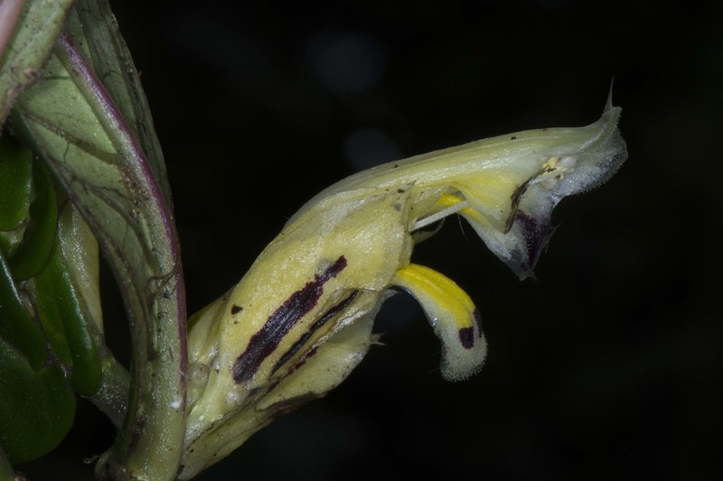 Columnea karstenianum photo 4