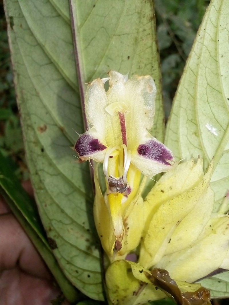 Columnea karstenianum photo 5