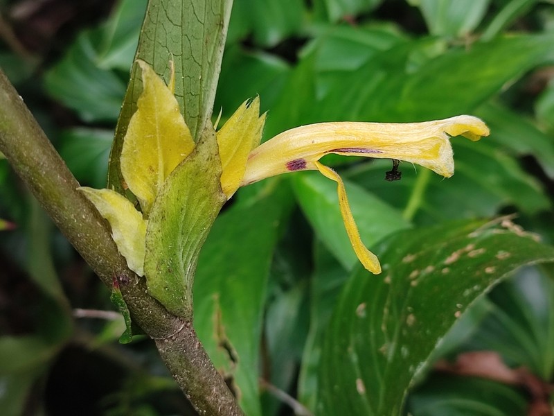 Columnea karstenianum photo 6