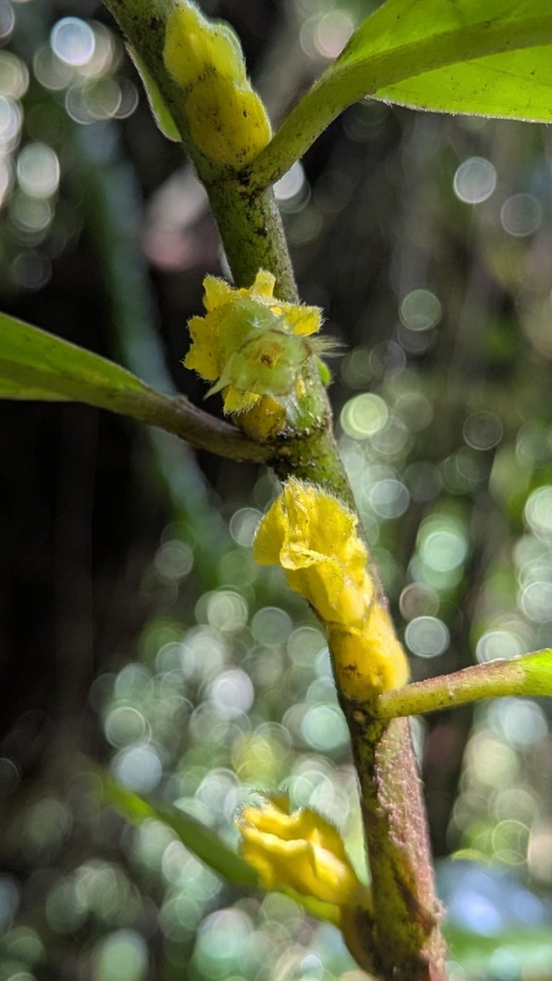 Columnea karstenianum photo 7