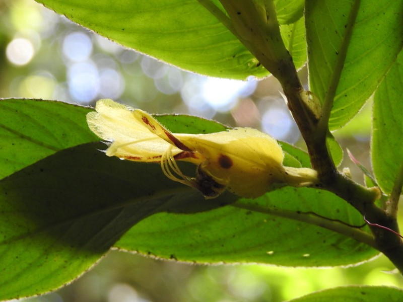 Columnea karstenianum photo 8