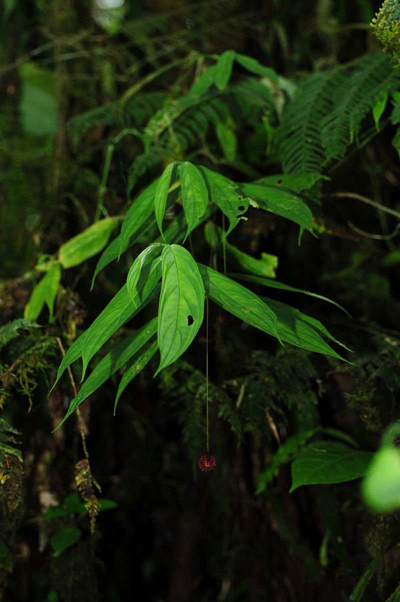 Columnea longipedicellata