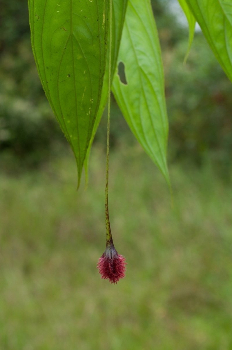 Columnea longipedicellata photo 2