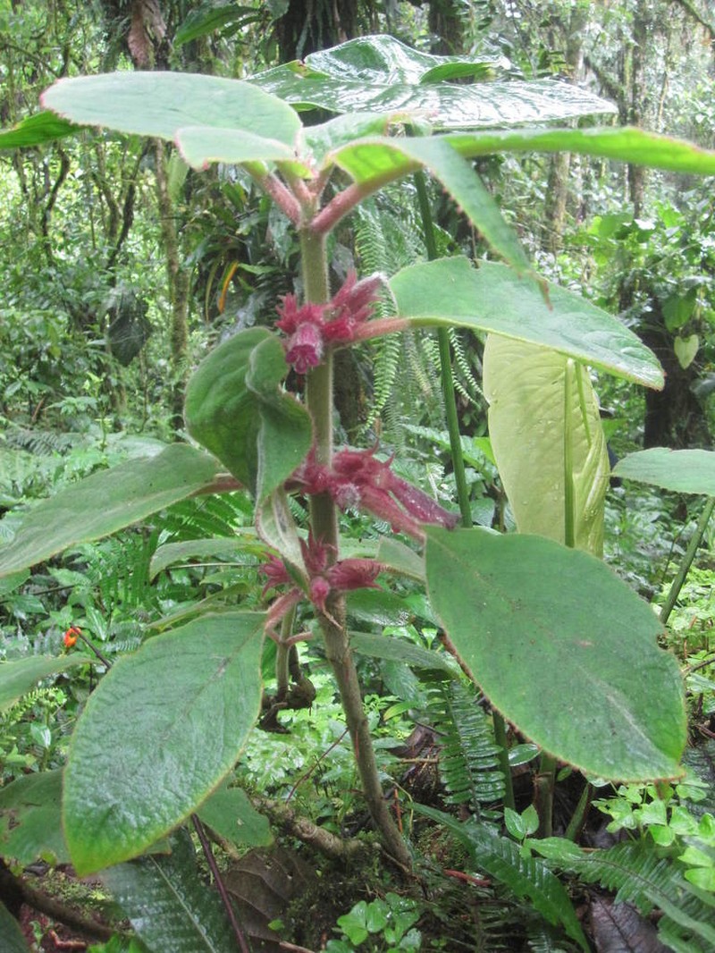 Columnea machupicchuensis
