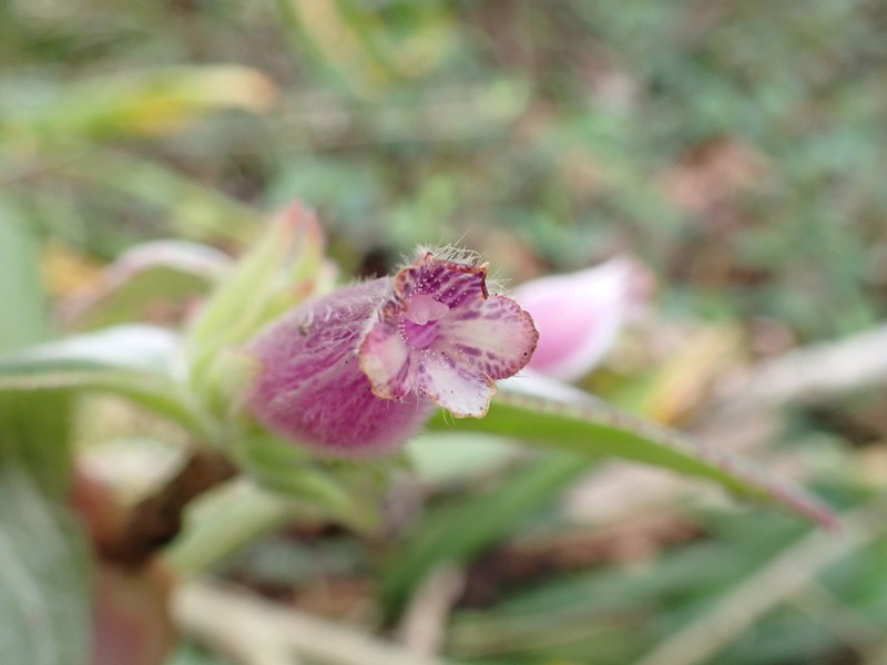 Columnea machupicchuensis photo 2