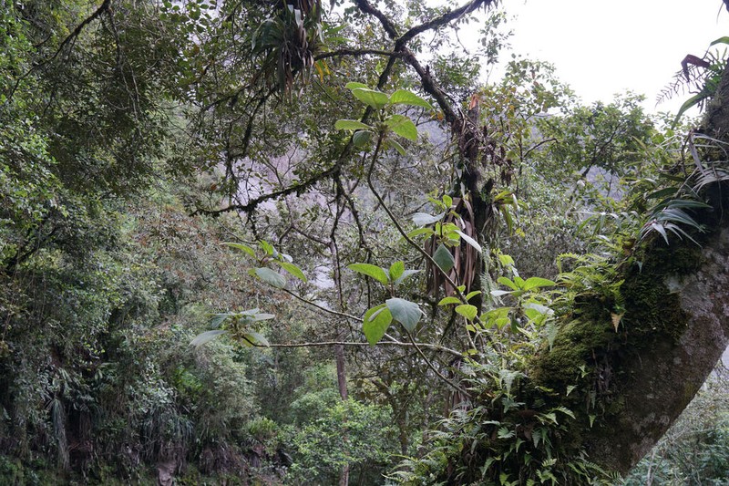 Columnea machupicchuensis photo 3