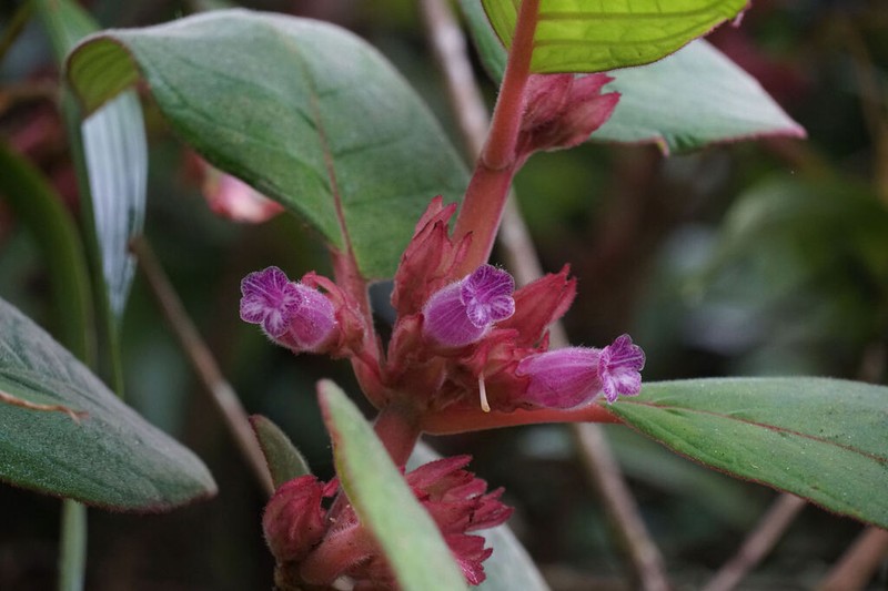 Columnea machupicchuensis photo 5