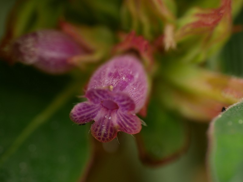 Columnea machupicchuensis photo 6