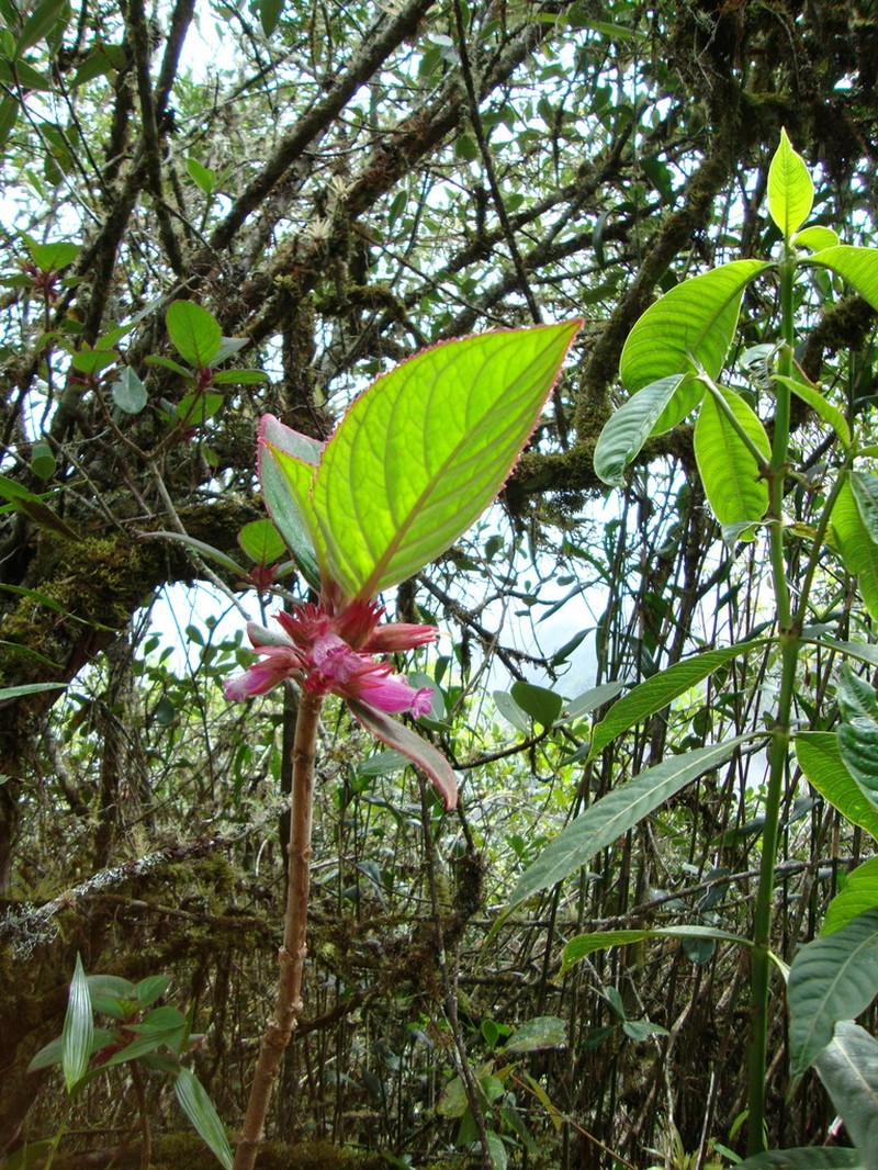 Columnea machupicchuensis photo 7