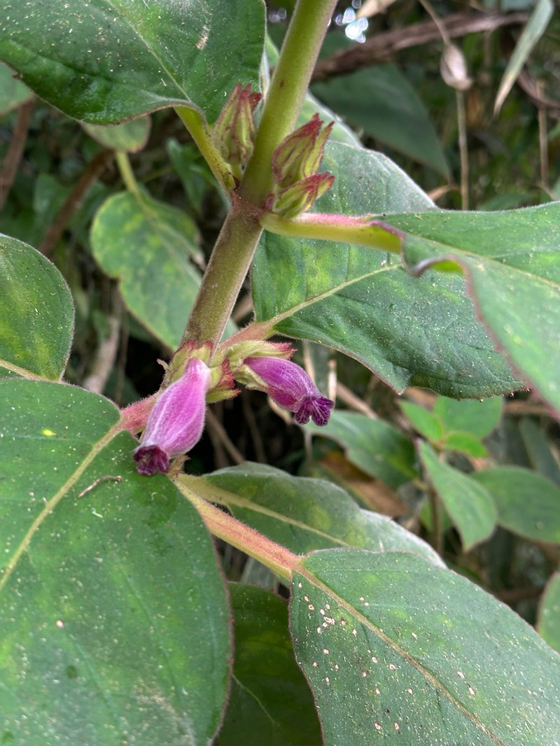 Columnea machupicchuensis photo 8