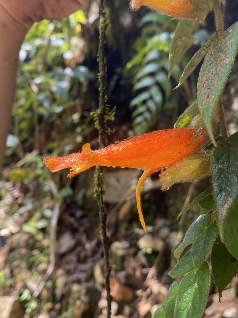 Columnea pendens