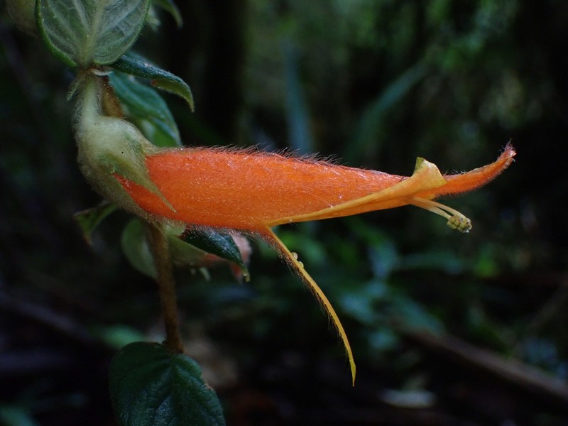 Columnea pendens photo 2