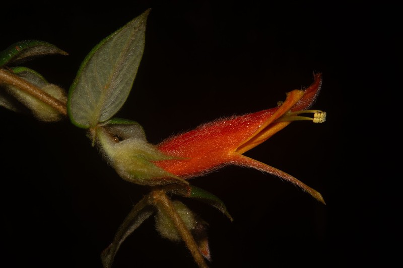 Columnea pendens photo 3