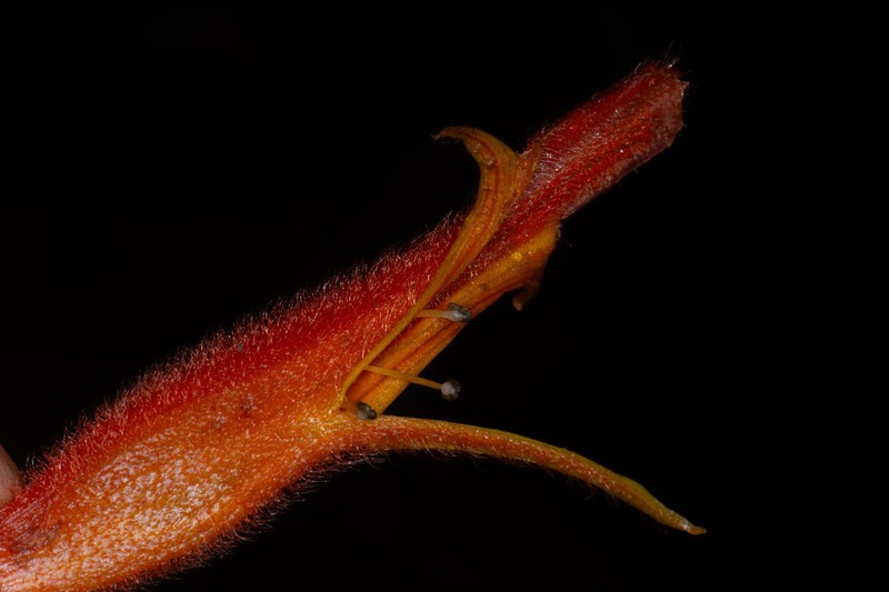 Columnea pendens photo 4