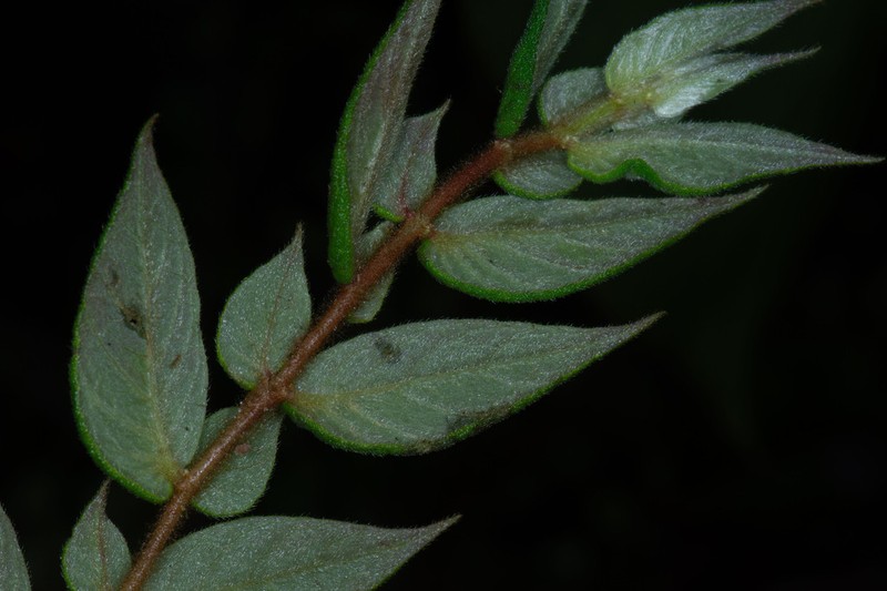 Columnea pendens photo 5