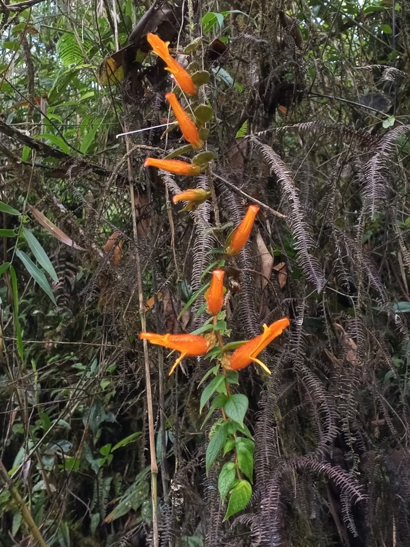 Columnea pendens photo 6
