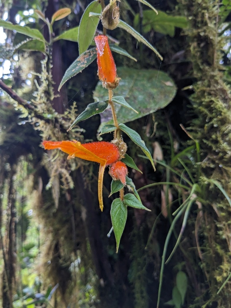 Columnea pendens photo 7