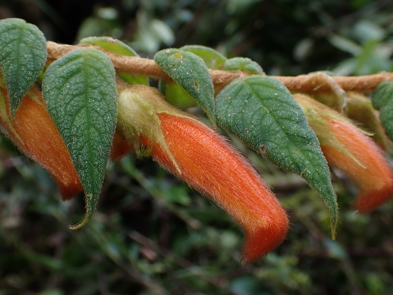 Columnea pendens photo 8