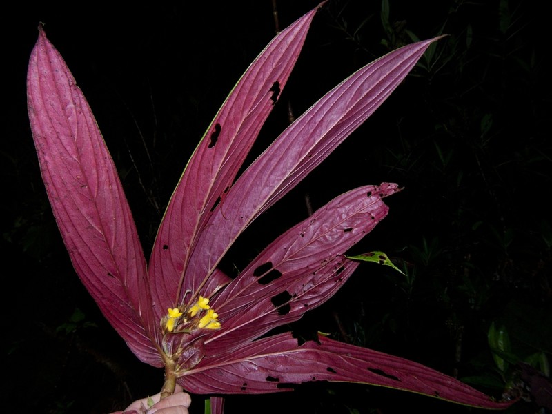 Columnea rangelii