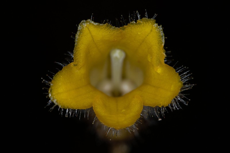 Columnea rangelii photo 2