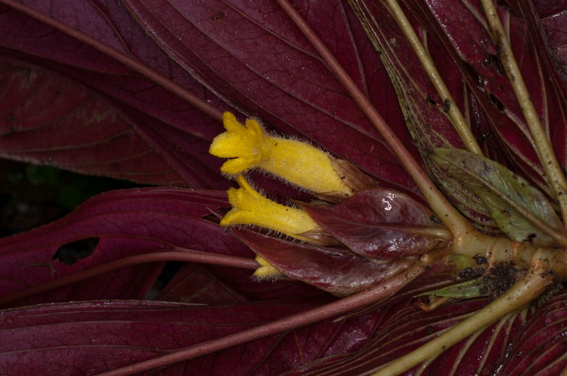 Columnea rangelii photo 3