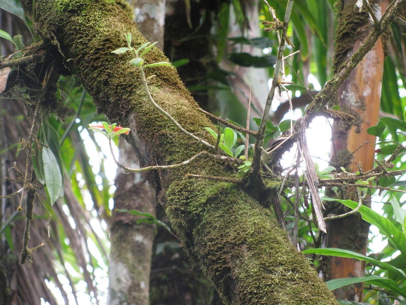 Tibey Parasito photo 3